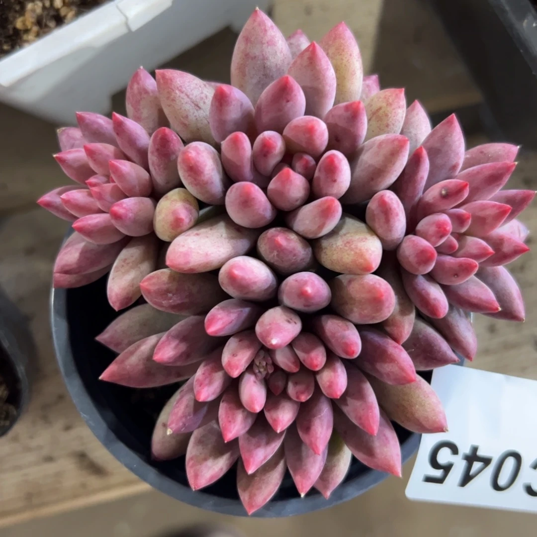 045 满38元包邮一物一拍