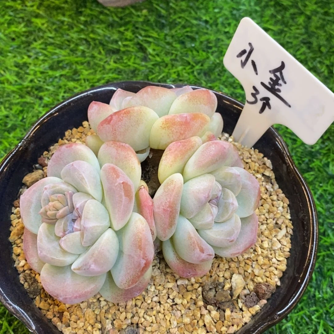 山*自然群冰玉，1234567894