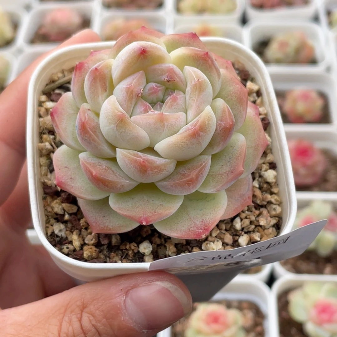 784号糖心冰心珍妮