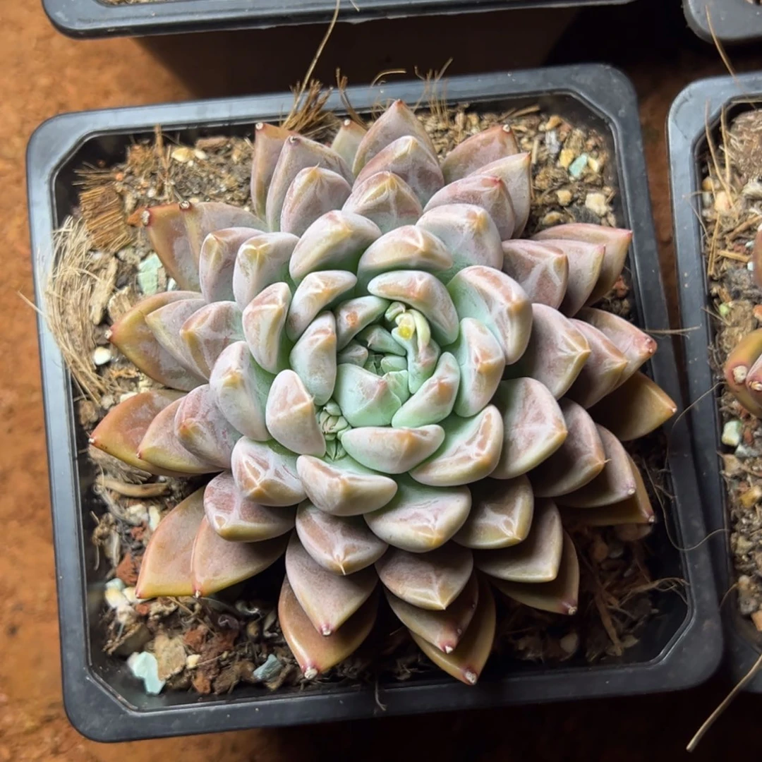 【闪购商品】星云多肉26.8