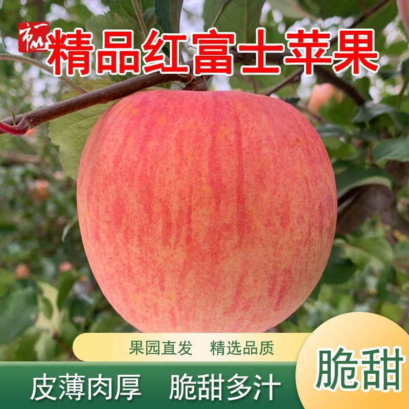 一山一市平陆杜马红富士苹果当季新鲜脆甜多汁