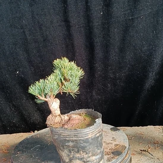 贵品松树盆景微型实物