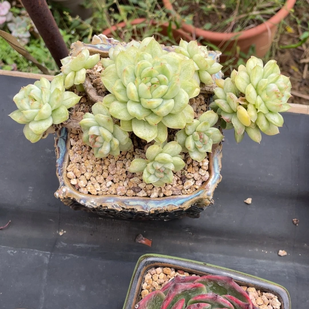 这***好老桩东云石化群生木质化