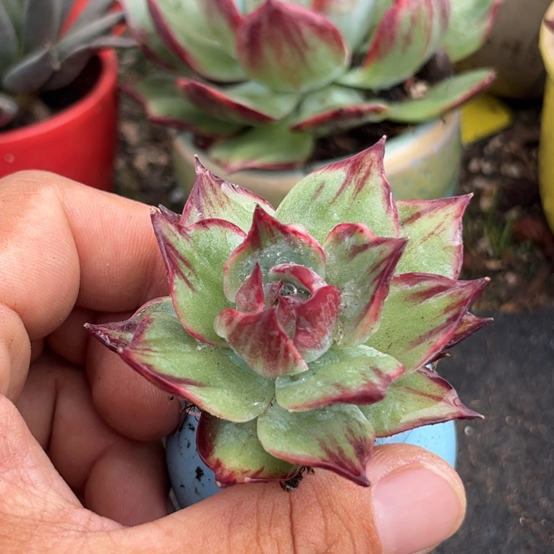 惊鸿仙子多肉植物