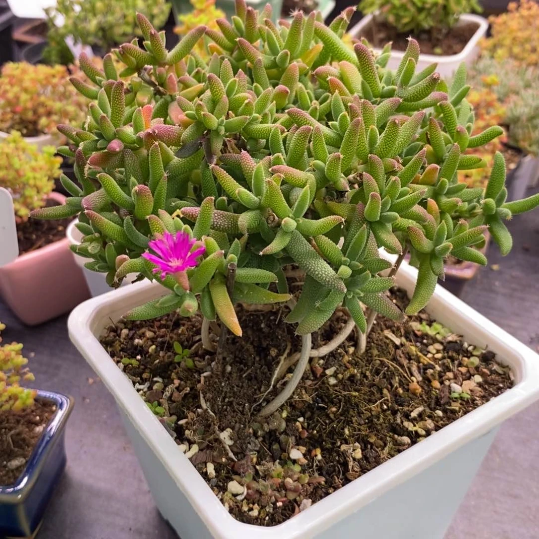 秋***“528玉米老桩。