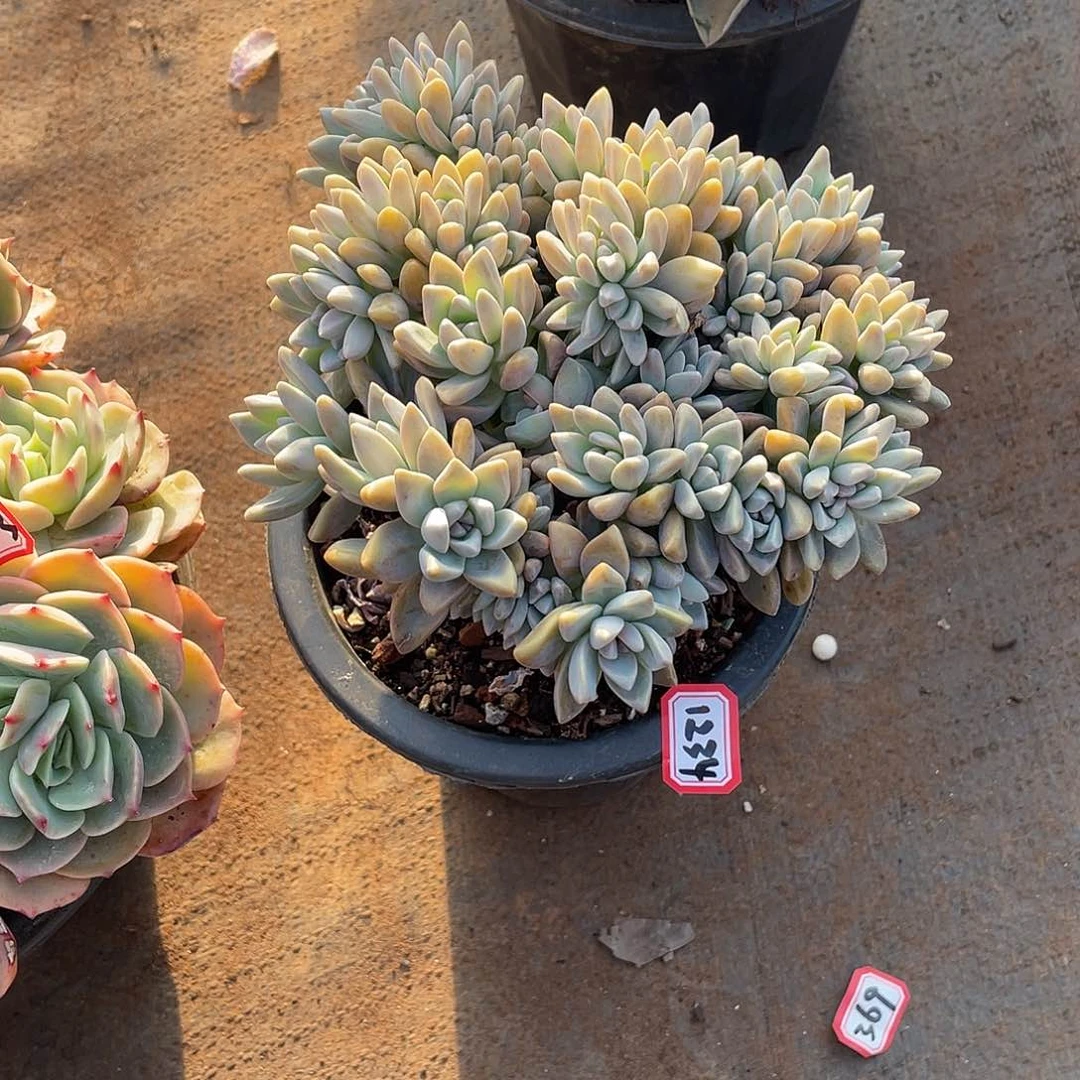 1234淡雪缀 一物一拍多肉