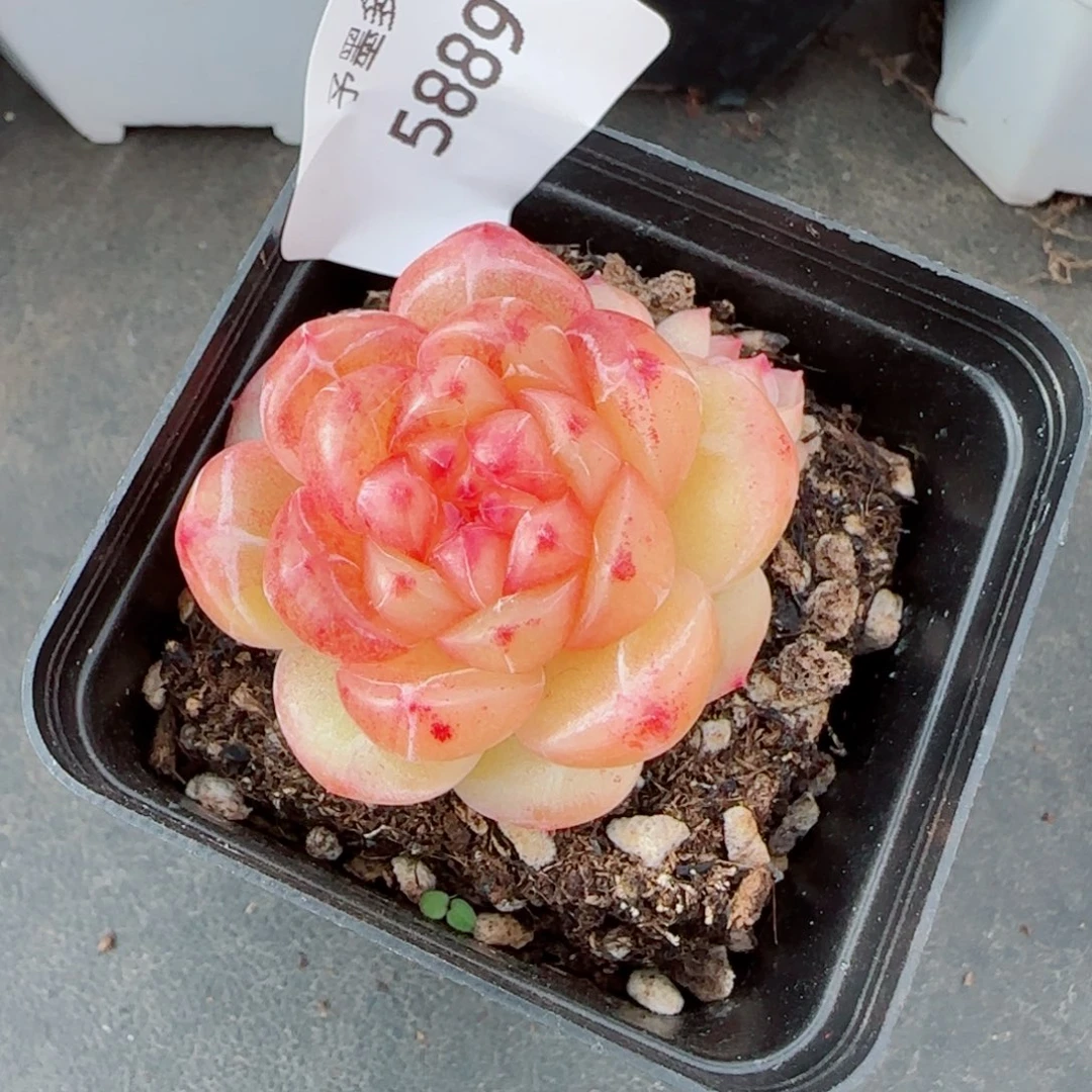 拿铁奶沫，5889多肉植物