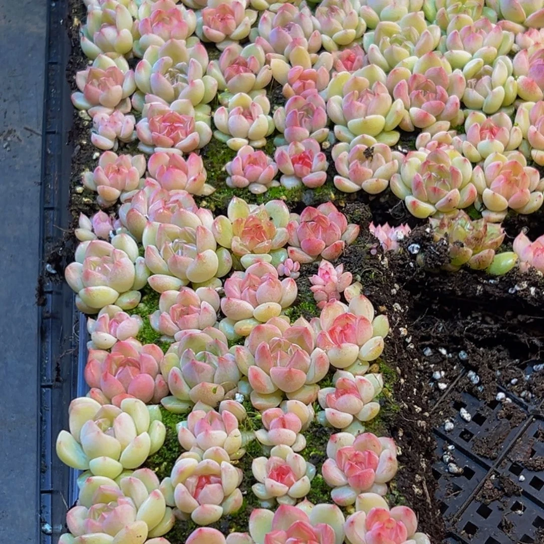 935量拍一盒保底24颗