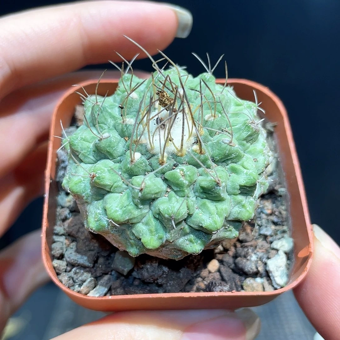 4cm实生控养出霜老菊水