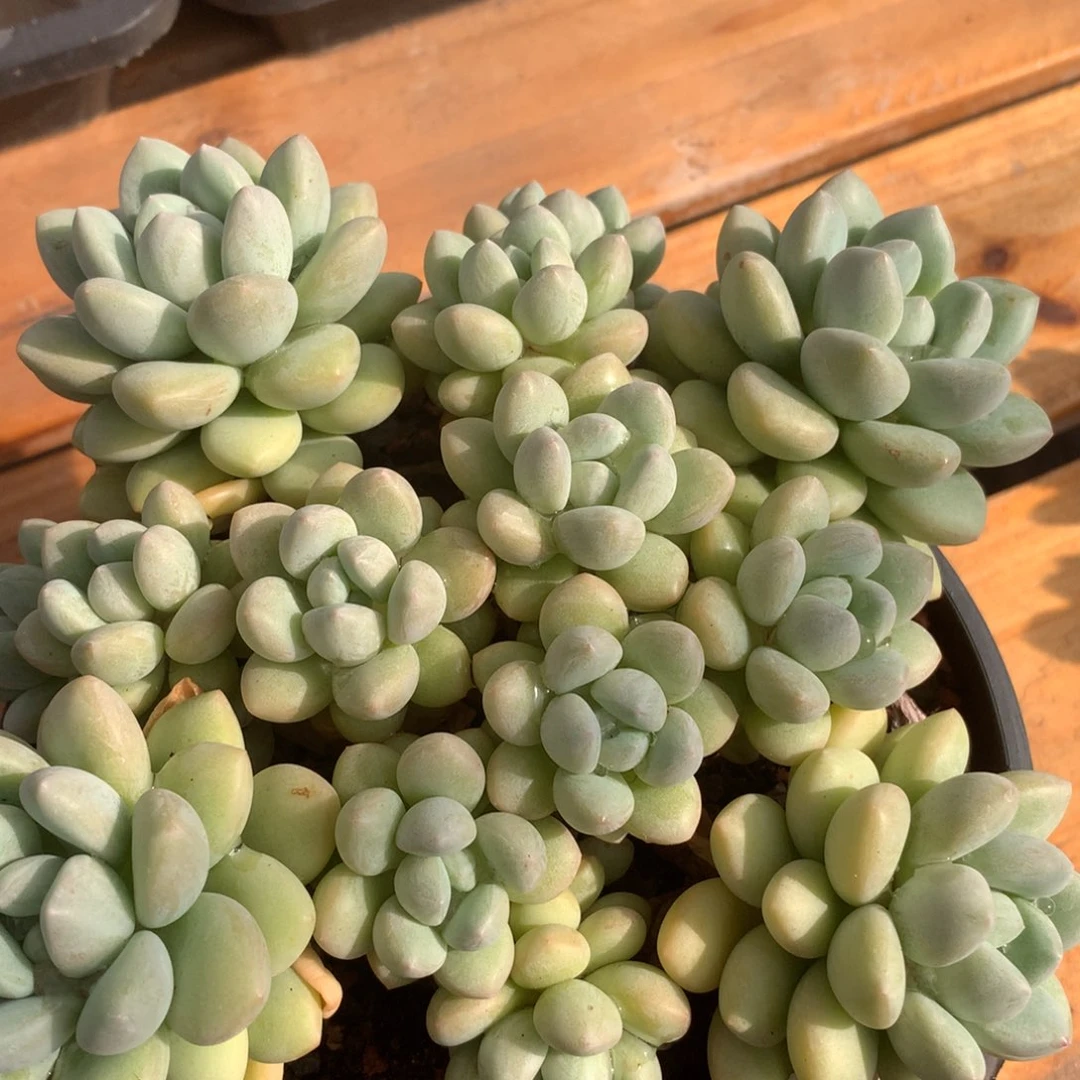 多肉植物一物一拍