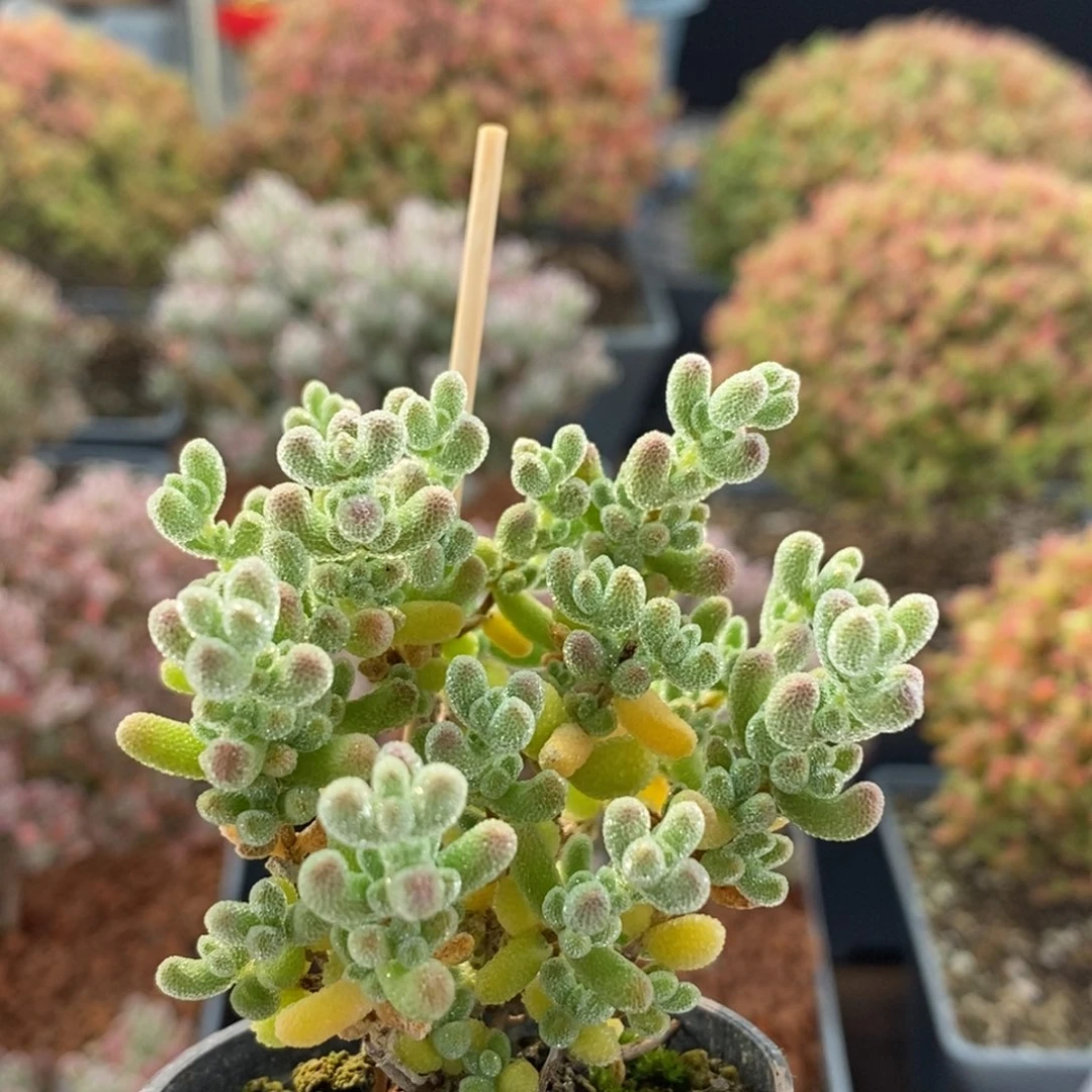 ʱ***ª优选冰晶3633枝干番杏