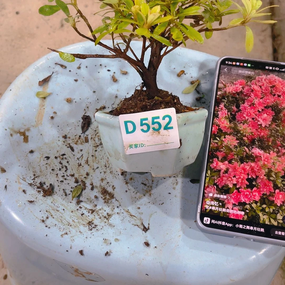 无花朵直播时间一直一直