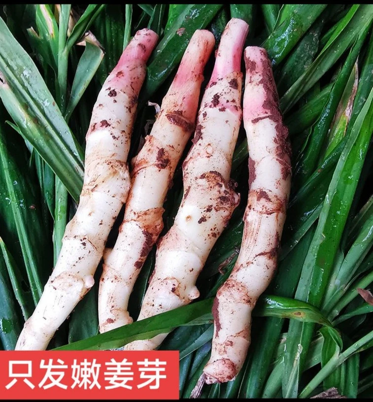 四川红芽板姜头茬红芽板姜新鲜现挖生姜