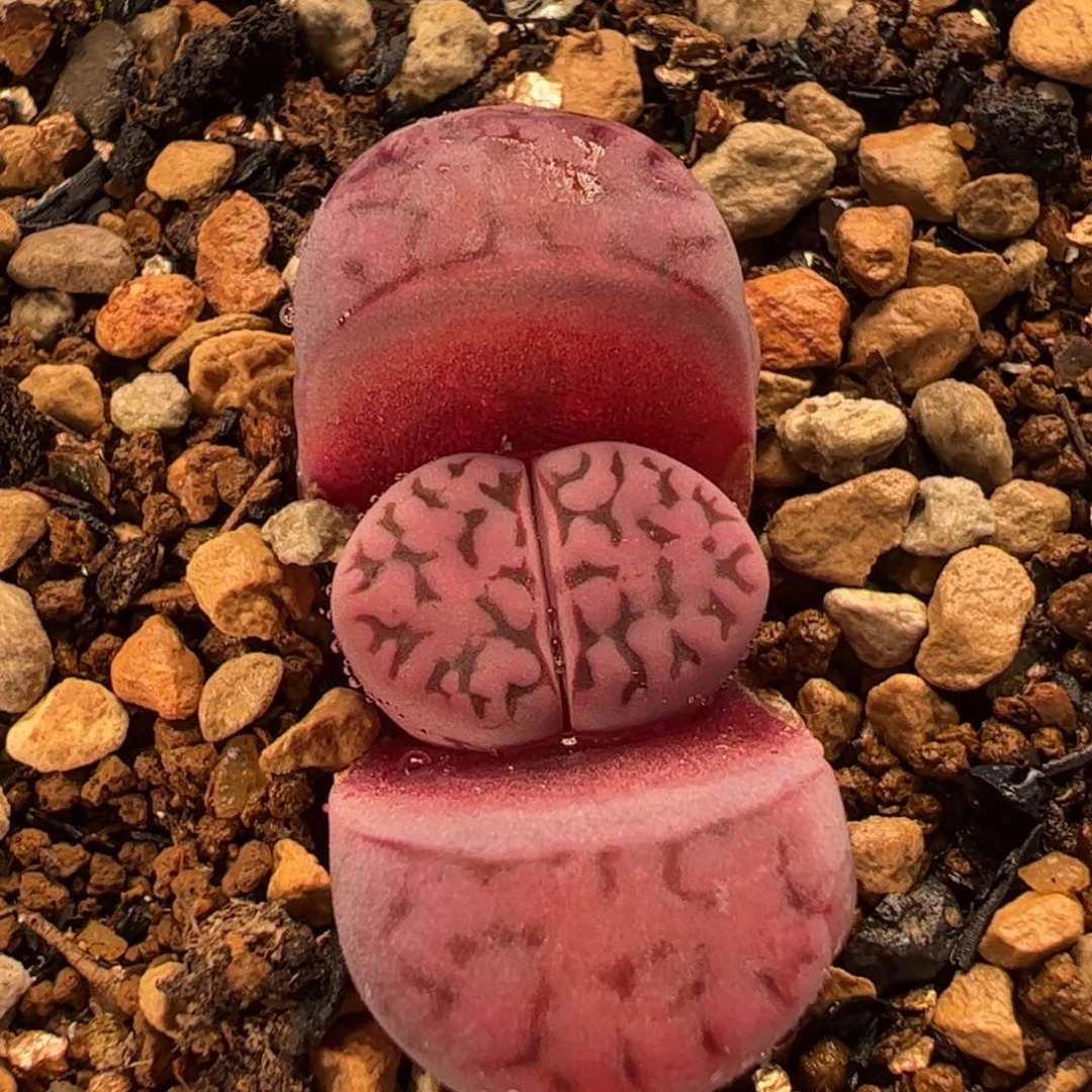 115多肉植物百科