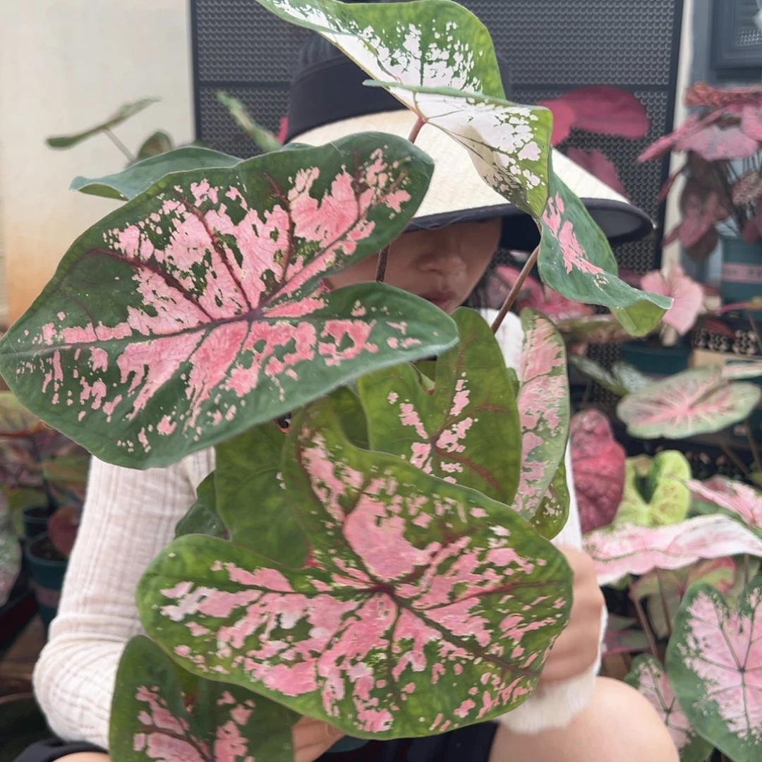 无花朵0009卡罗林纳*粉色飞溅