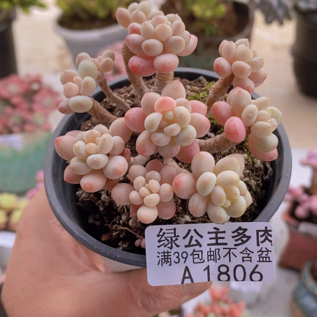 鱼子酱老桩8cm1806多肉植物