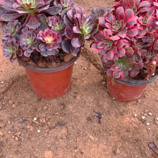 无花朵360多肉植物组合2棵