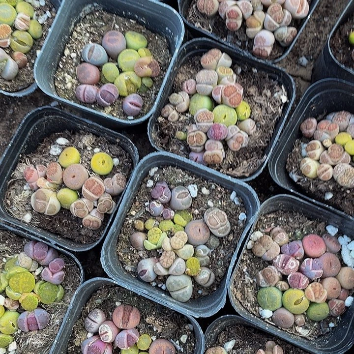 生石花3.8带盆土发