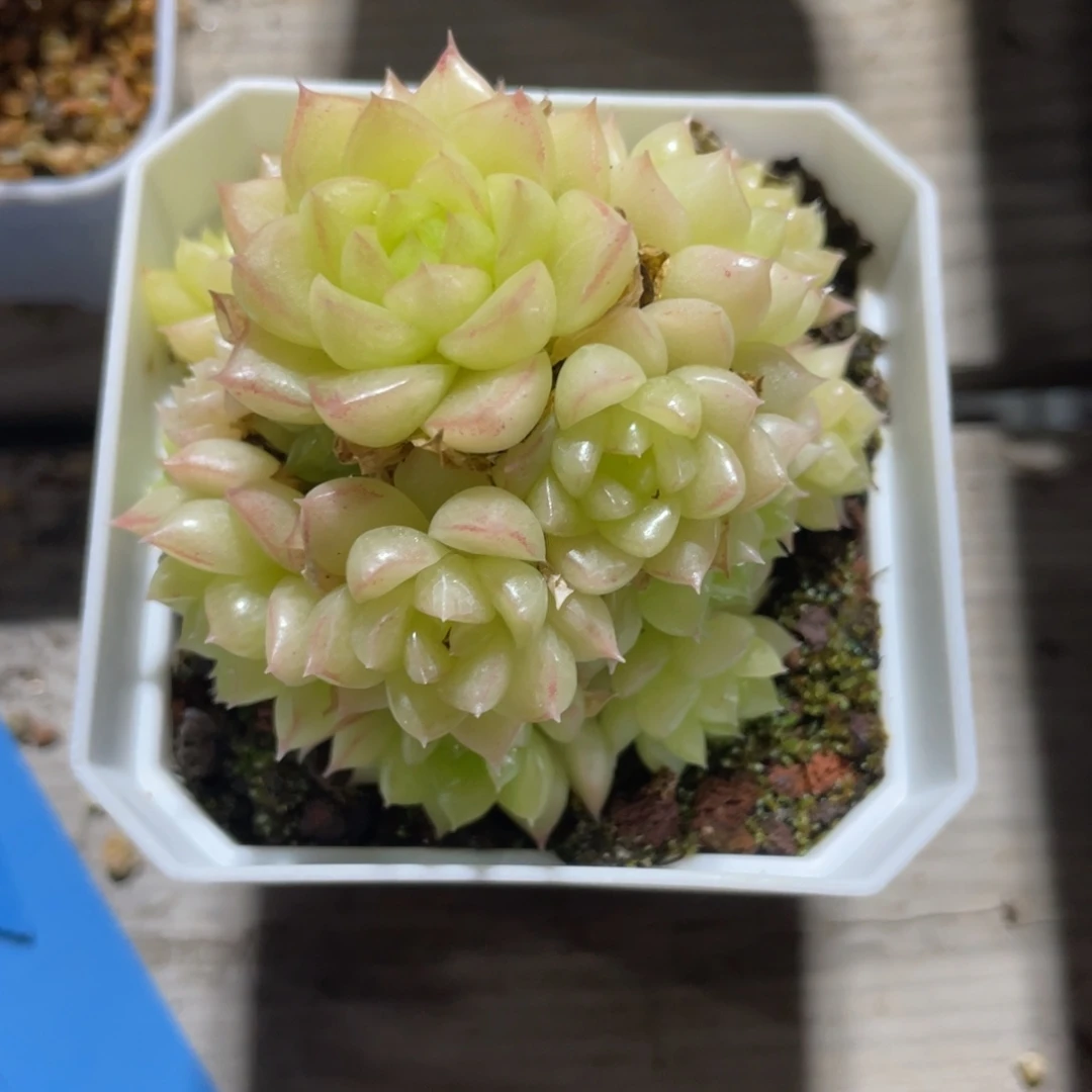 K优选麦杆福利1872