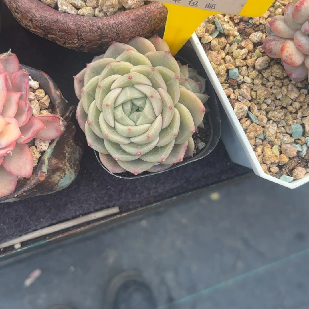 吖****?多肉植物暮光之臣