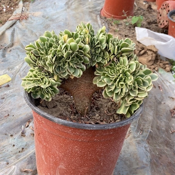 九***舍B047迈巴赫老桩老桩