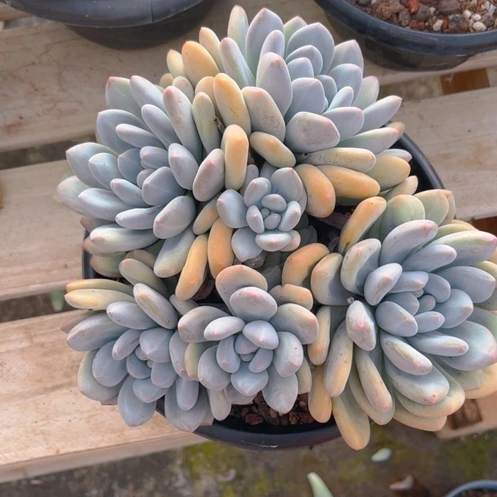 香水多肉植物6 8 6