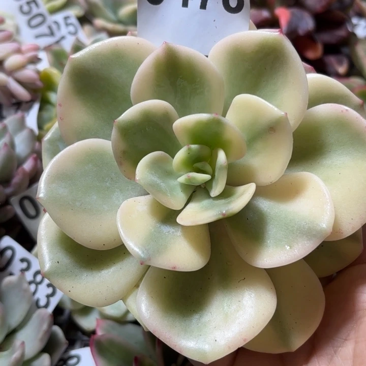 白月光多肉植物满18包邮当场凑单