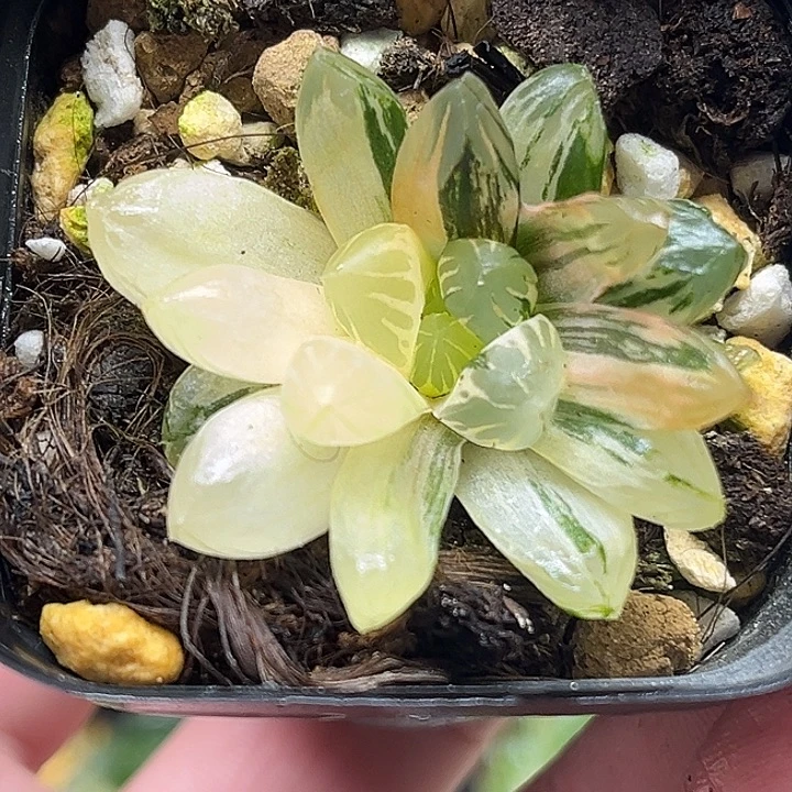 18老川玉露锦头家多肉十二卷