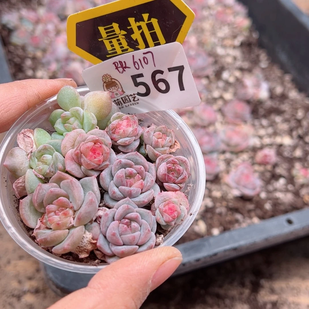 多肉植物多肉植物