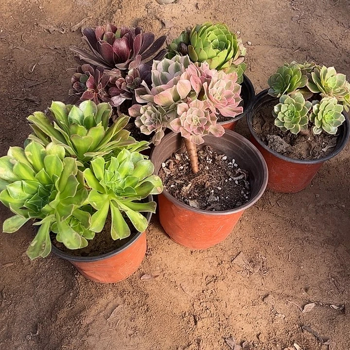 973多肉植物组合，