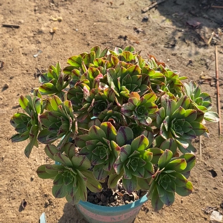 必火多肉植物16。