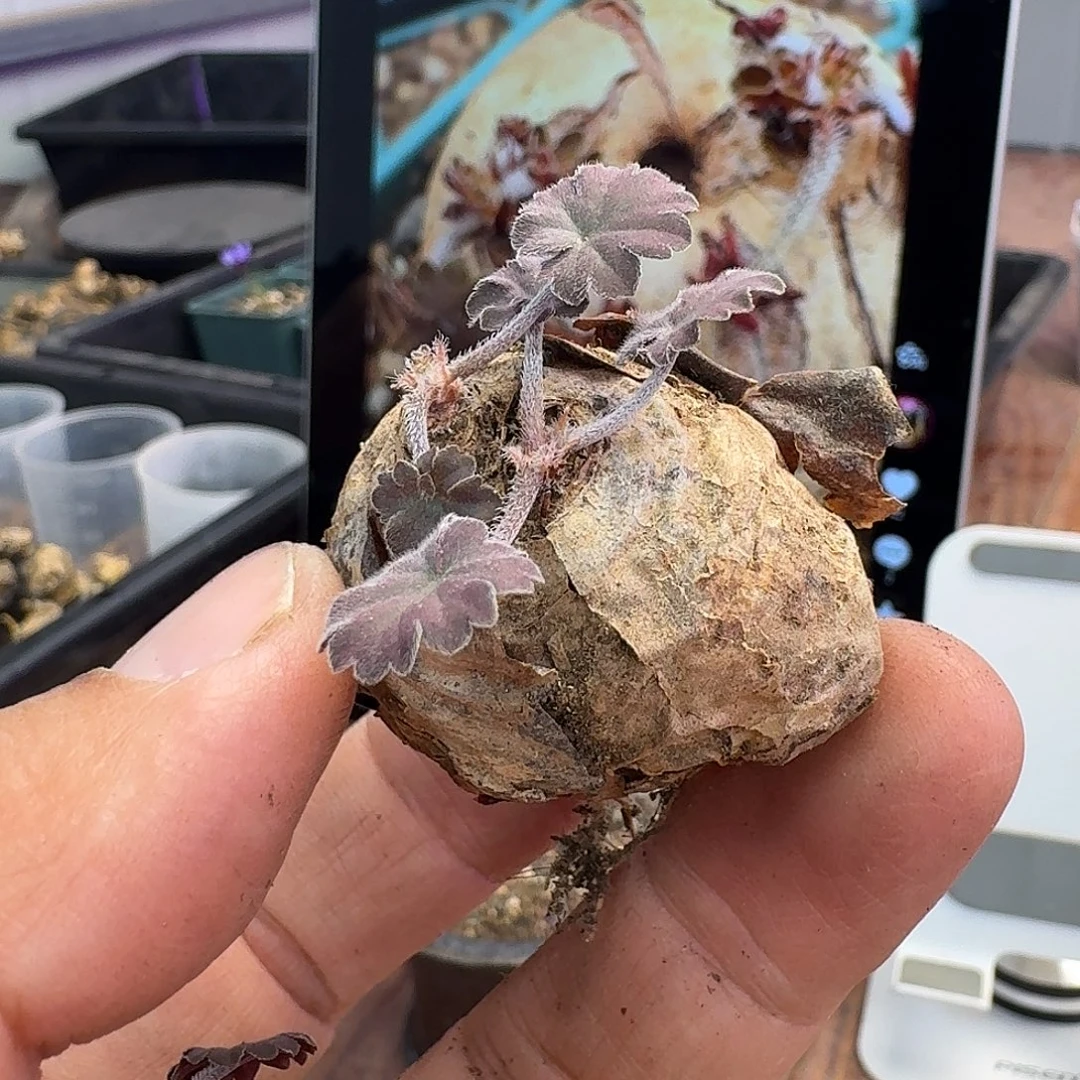 里***加肾叶洋葵苗子个母本老货