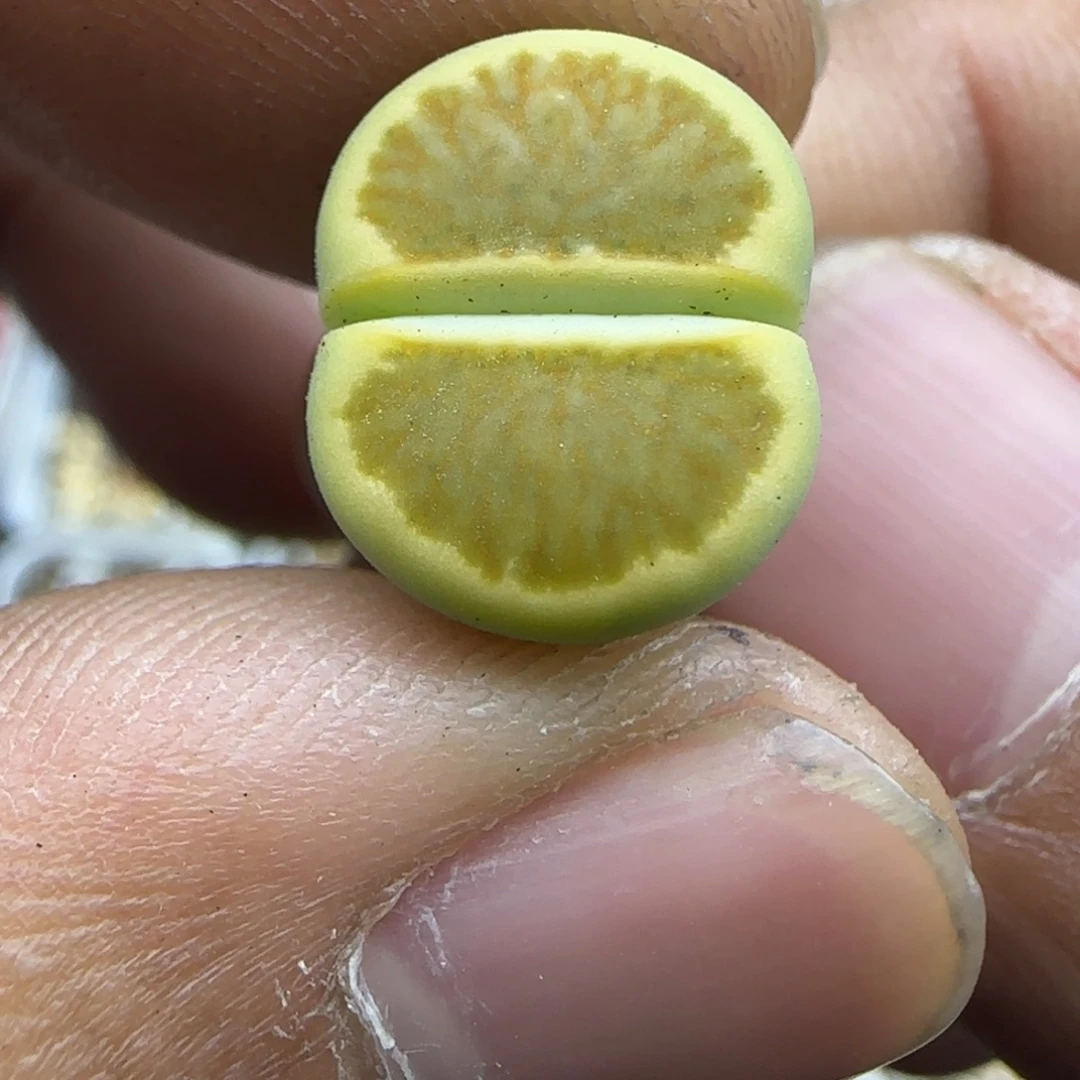 020 生石花大棚直播