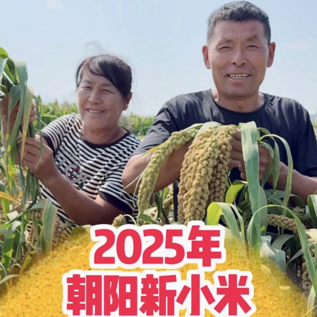 【莹姐推荐】鑫碌源2025年新米 朝阳本地优质小米 1袋5斤
