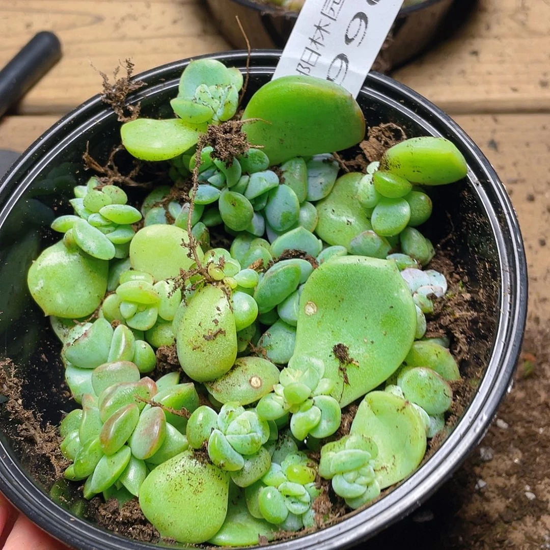 椰***椰多肉植物多肉植物996