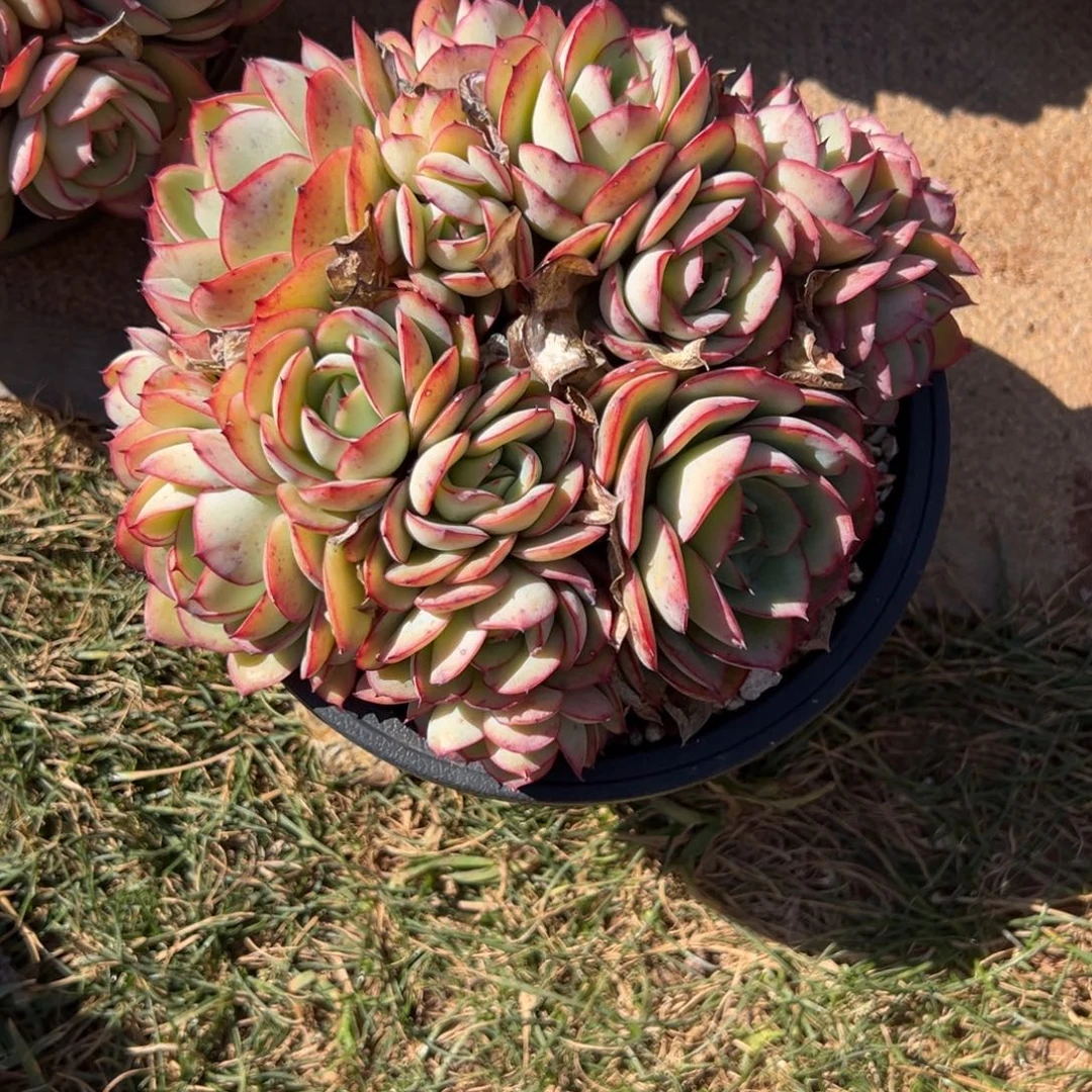 你****牡丹亭多肉一物一拍