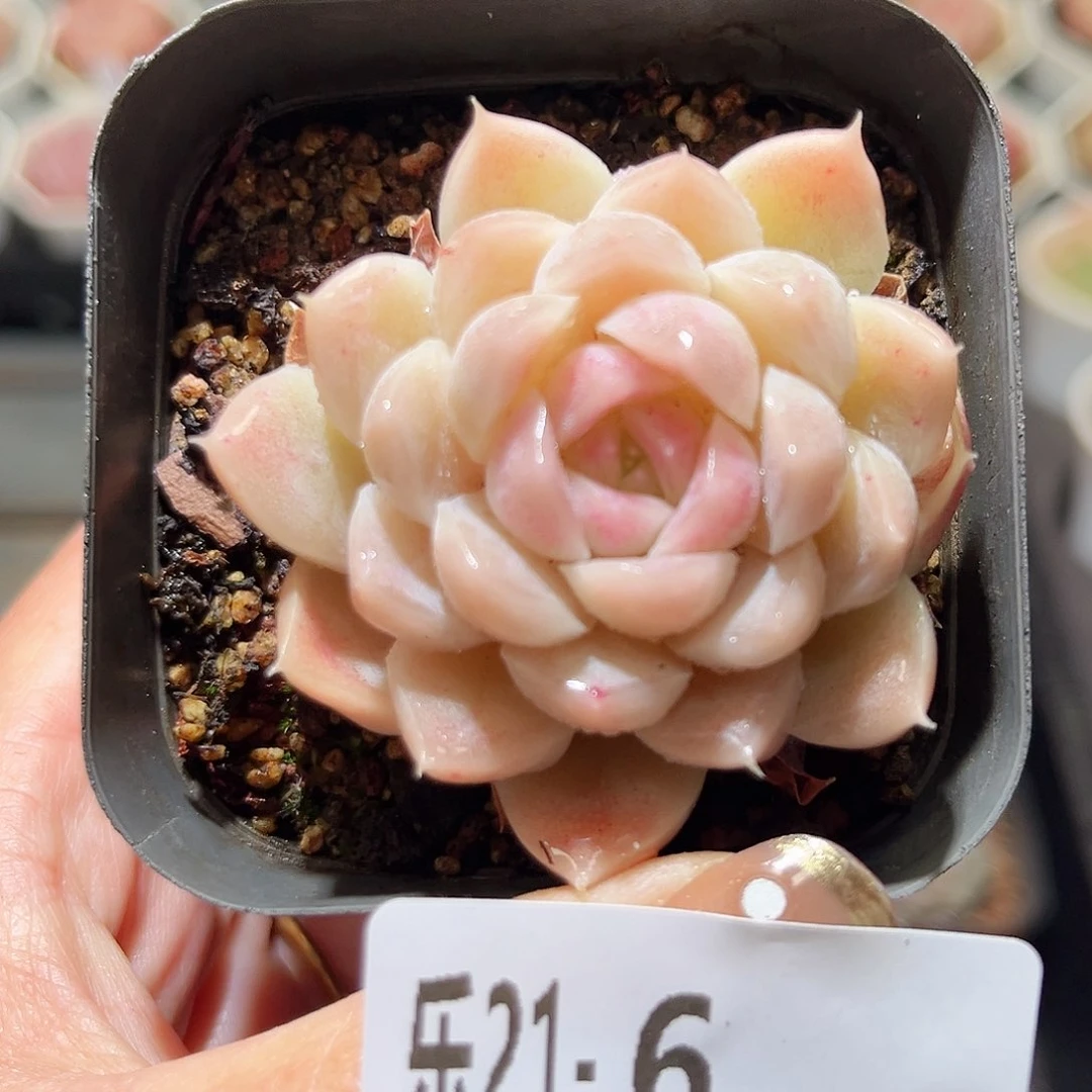 乐21-6 明月心单头