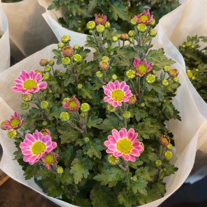 原盆原土｜鲁一尼