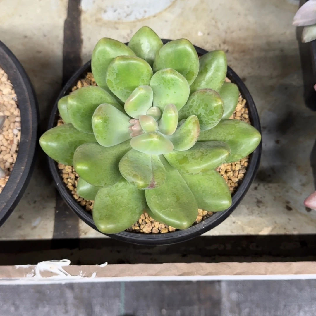 X系列美人新品 母本 一物一拍