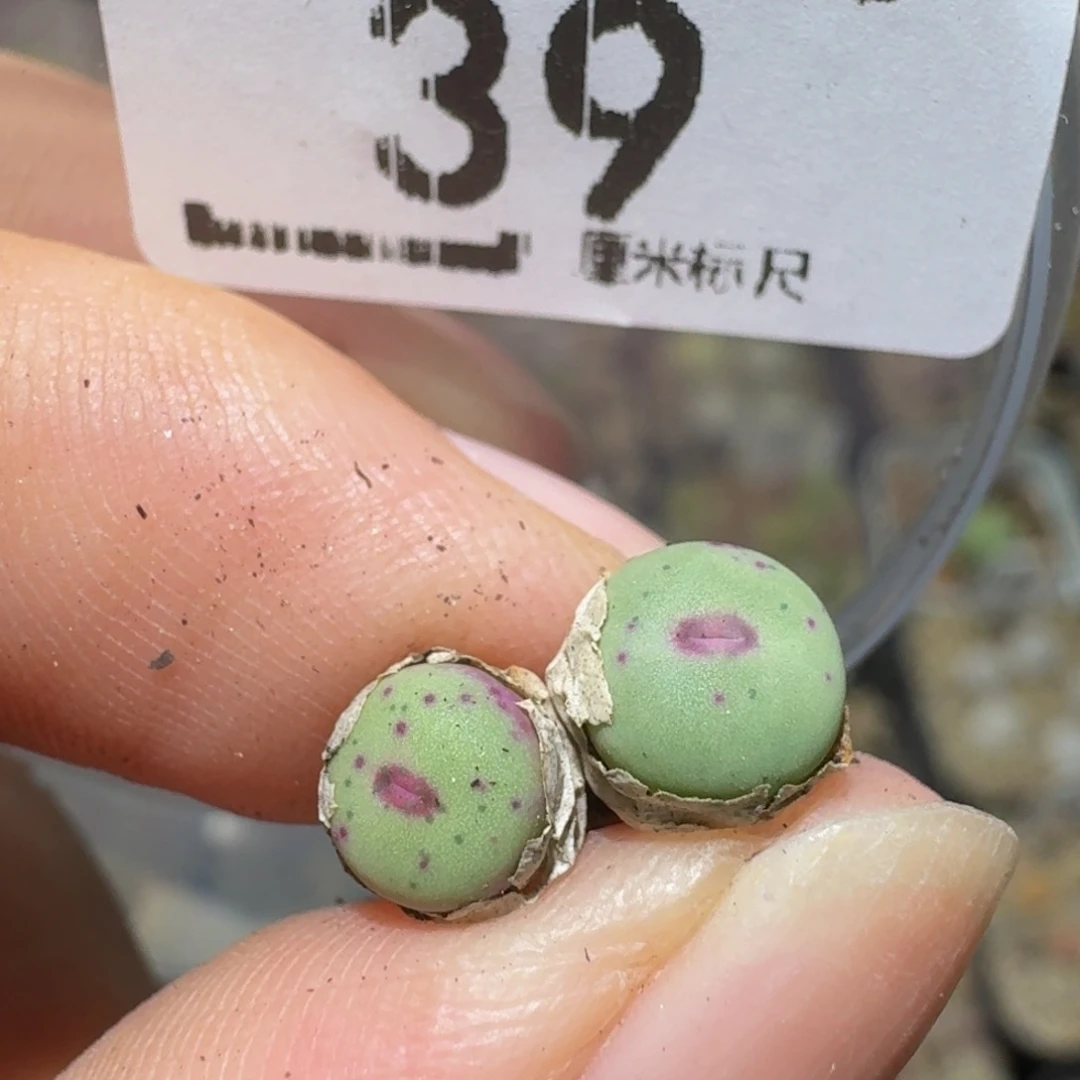 Ssss精品生石花39