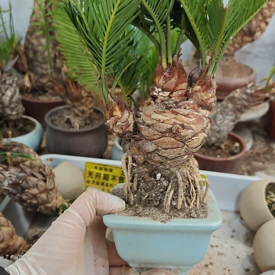 阳***哥无花朵白鳞铁盆景基地价
