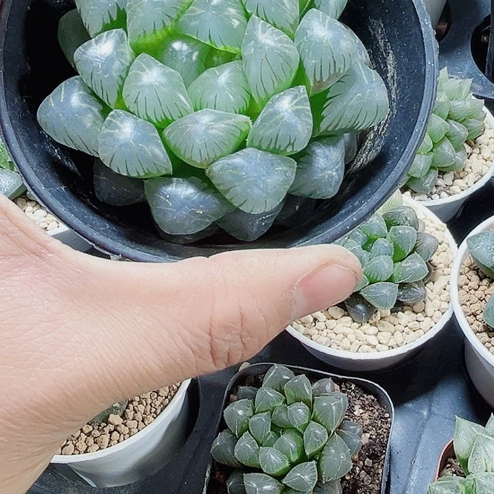 母本大冰灯新手好养的