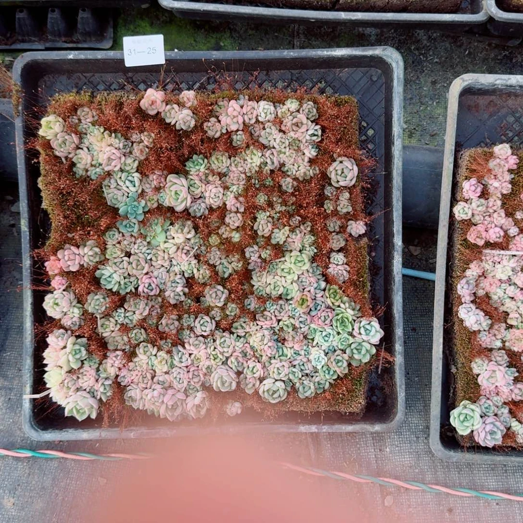 多肉杂交一物一拍31-25