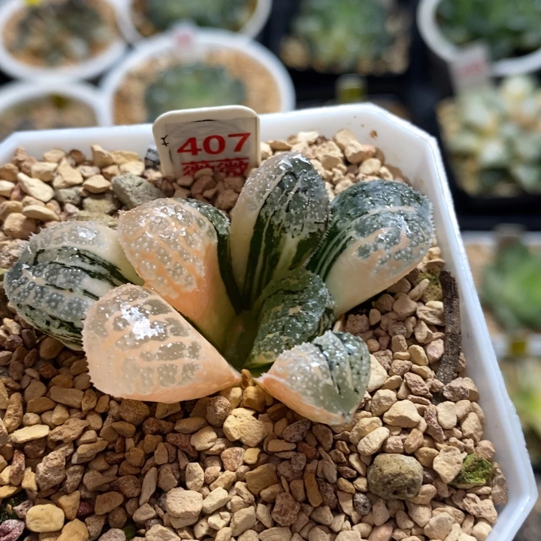 不开花植物407莫多