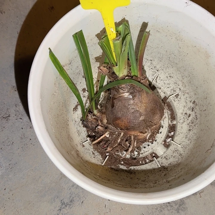卡布鲁斯盆里的一个包去