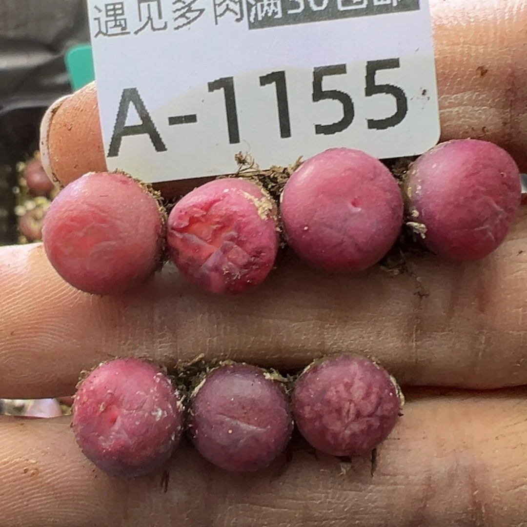 多肉植物1111111111111111