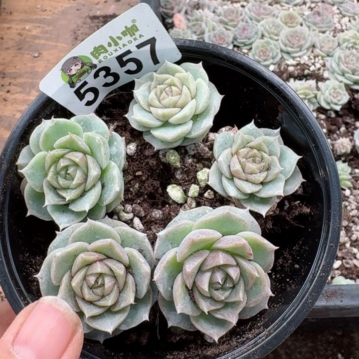 多肉植物多肉植物