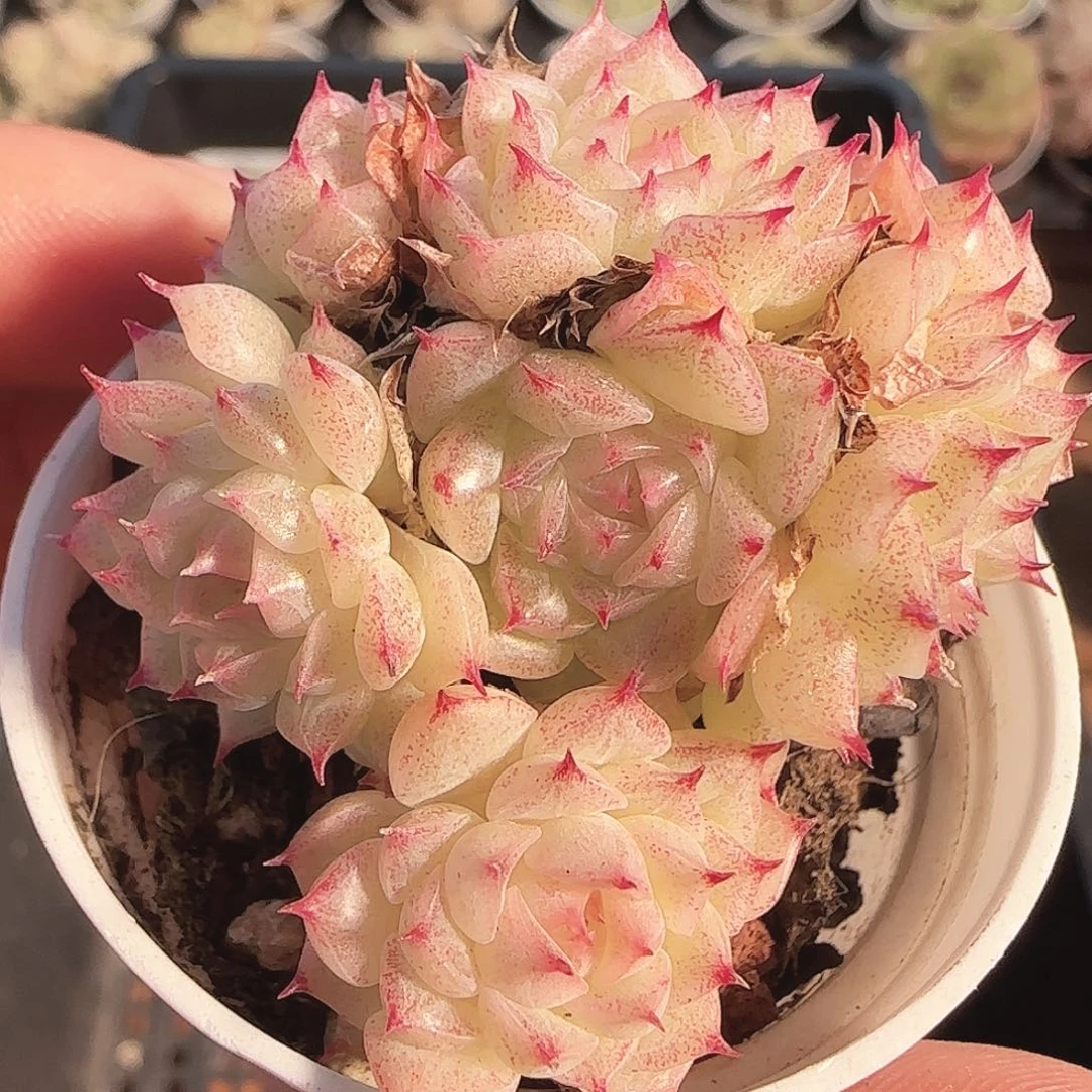 多肉1122-235优选麦秆群