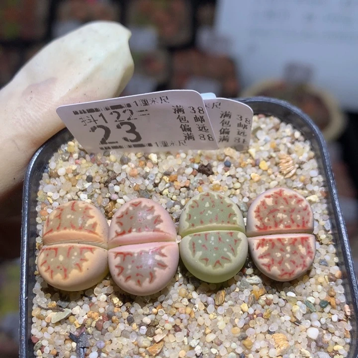 精品生石花122.23