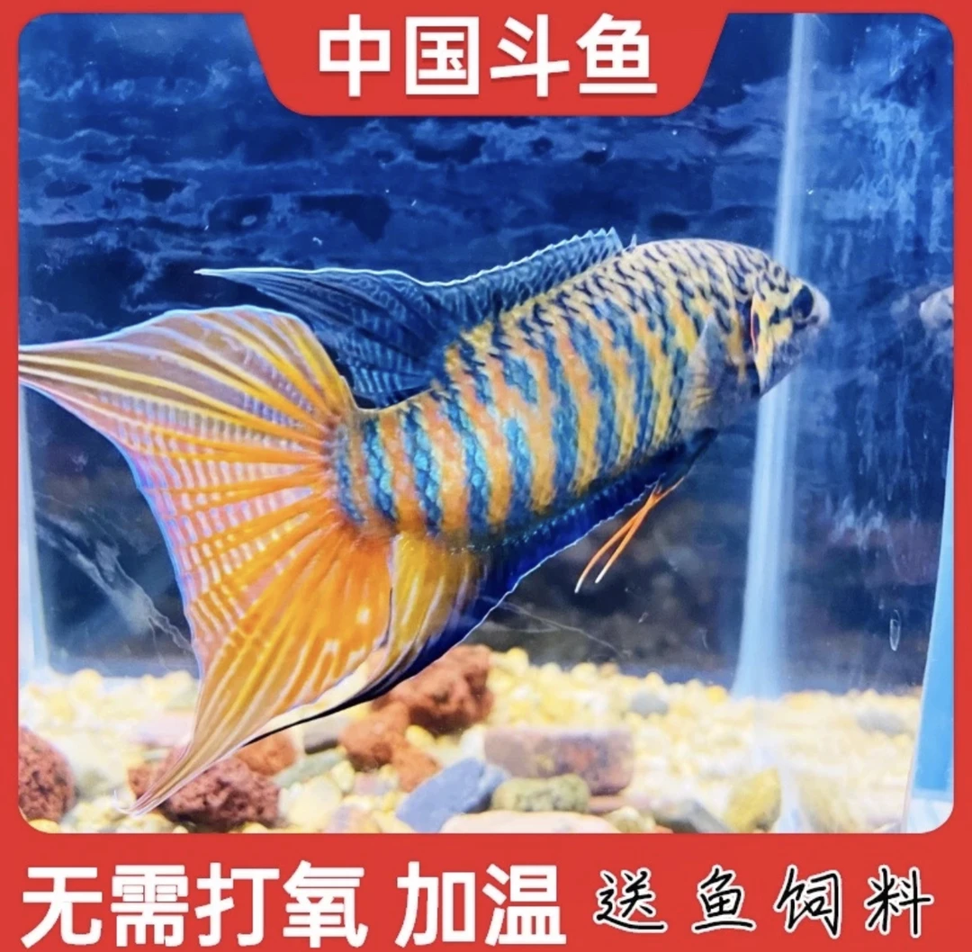 清仓中国斗鱼活体淡水冷水观赏鱼无需打氧耐活好养懒人首选好看